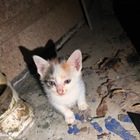 給你們看好可愛的小貓